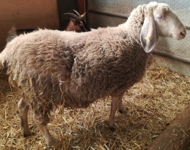 Cascina Salazzara - Gallery La fattoria degli animali