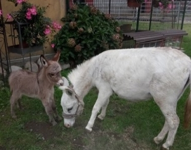 Cascina Salazzara - Gallery La fattoria degli animali