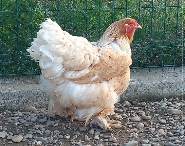 Cascina Salazzara - Gallery La fattoria degli animali