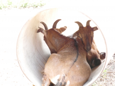 Cascina Salazzara - Galleria Immagini - La fattoria degli animali
