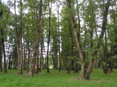Cascina Salazzara - Galleria Immagini - Il bosco e la campagna
