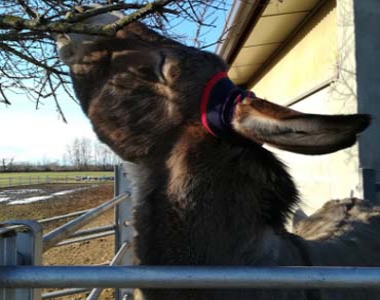 Cascina Salazzara - Gallery La fattoria degli animali