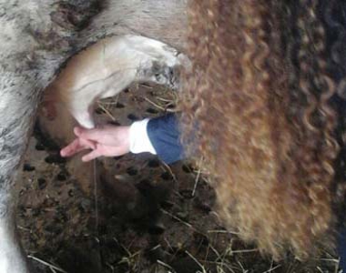 Cascina Salazzara - Gallery Dal Latte al Formaggio